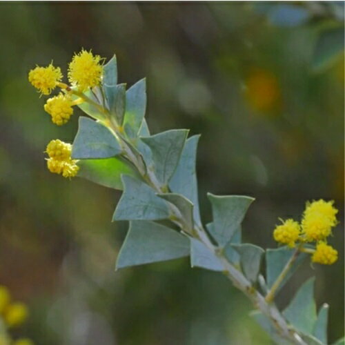 三角葉アカシア　3.5号ポットト ミモザ 苗木 庭木 シンボルツリー 春の花のサムネイル