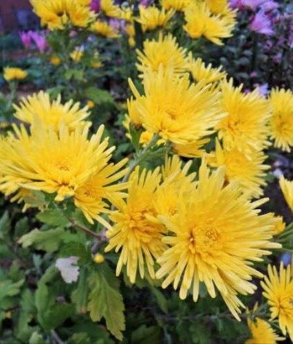 キク　菊　苗　食用菊　黄色　2ポット花苗 切り花 鉢植え 庭植え 秋の花のサムネイル