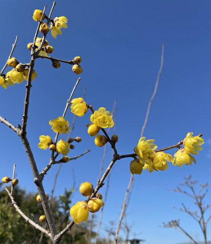 蝋梅 ロウバイ 満月 苗木 接木2年生苗 庭木 苗木 切り花 芳香花木 庭植え 鉢植え