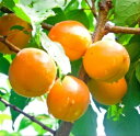 アンズ　杏子　おひさまコット（PVP）　接木苗1年生　アプリコット 果樹苗 苗木 庭植え