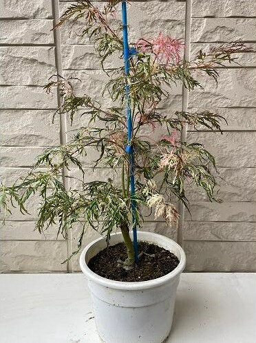 春の出芽は、赤茶にピンク斑が入り、その後緑葉に白斑が入ります。 枝垂れ性で繊細な葉が夏の暑苦しい時期に涼しさを感じる品種です。 秋は黄色に紅葉します。 ヤマモミジ系。 ※夏の日焼けにご注意ください。 商品詳細 科目 ムクロジ科 分類 落葉高木 開花期 4〜5月頃 収穫期 ー 最終樹高 〜5m位 生育環境 日向〜半日陰 耐寒温度 強 自家結実性 ー お届け状態 5.5号鉢　高さ鉢底から45cm位 ●モニター発色の具合により色合いが異なる場合がございます。 ●掲載している写真はイメージです。 ●成長過程で、芽によって赤葉だけが出る場合があります。 ●植物には個体差があり、日々生長していきます。お届け時には掲載画像と異なる場合が御座います。 （入荷状況や、生長年数は同じでも生長度合いにより大きさは異なります。画像はあくまでも目安としてご覧下さい。）