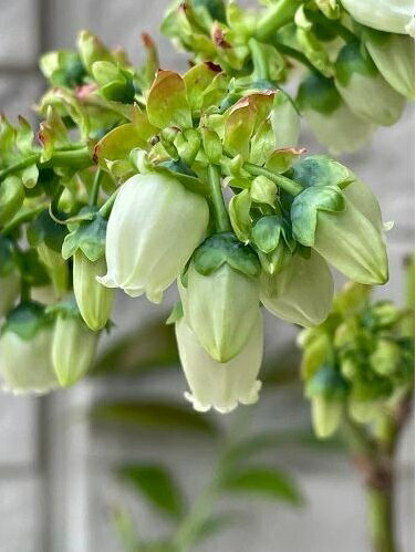 ��10�ܥ��å� �ۥ֥롼�٥꡼ �����ɥ顼 3.5��ݥå� ����2ǯ�� ����