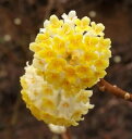 【楽天お買い物マラソン】ミツマタ 中国黄花大輪ミツマタ 3.5号ポット 挿し木苗