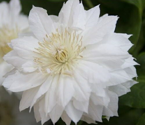 クレマチスの苗 ダッチェスオブエジンバラ　3.5号ポット苗