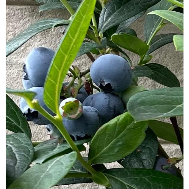 ڳŷѡۥ֥롼٥꡼ Ρ󥹥ѥ륿 3ݥå 1ǯ Ρϥ֥å 