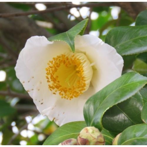 楽天市場】椿 白玉の通販