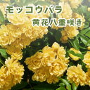 【楽天お買い物マラソン】モッコウバラ 黄花 八重咲き 3.5号ポット苗 苗木