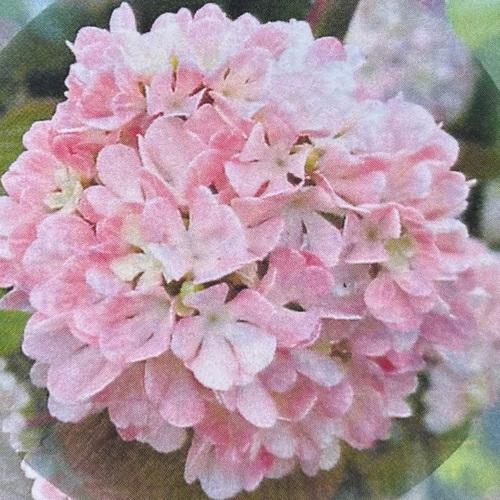 楽天市場】オオデマリ ジェミニ（花・ガーデン・DIY）の通販