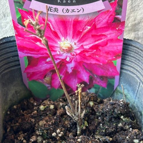 クレマチス 花炎(かえん)3.5号ポット苗