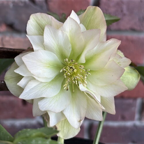 ぱ*こ様 クリスマスローズ 広瀬園芸 ddホワイトオーレアベイン 株分け 楽天市場】広瀬園芸 クリスマスローズの通販