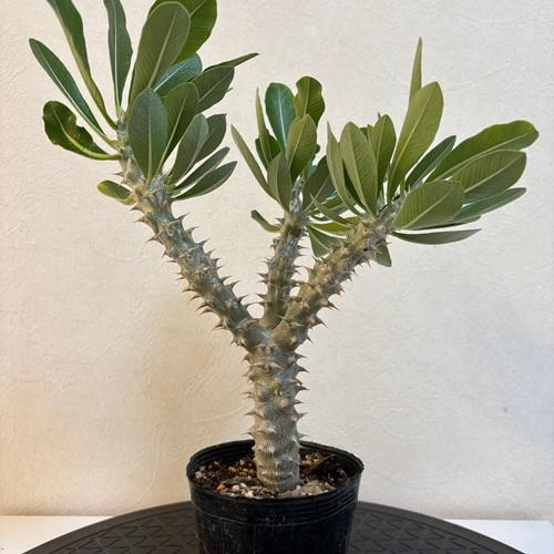 パキポディウムデンシフローラム3....