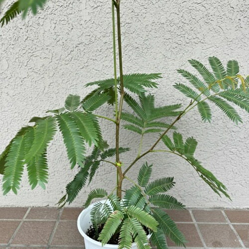 �ڳ�ŷ���㤤ʪ�ޥ饽��ۥ��С��ե�å��� 5��ݥå� ��������ͥ�Υ�