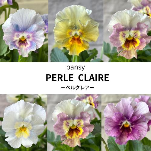 パンジー ペルクレア 花色おまかせ 3株 3.5号ポット苗のサムネイル