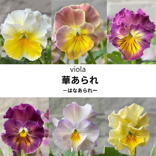 【お買い物マラソン】ビオラ 華あられ 花色おまかせ 3株 3.5号ポット苗のサムネイル