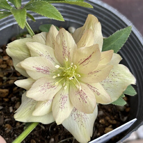 寒さに強く、冬から花の少ない時期に咲く、人気のクリスマスローズ。 寄せ植えや花壇植えにすると華やかな雰囲気になります。 商品詳細 科目 キンポウゲ科 分類 多年草 開花期 　11〜4月頃 収穫期 ー 最終樹高 30cm位 生育環境 日向〜半...