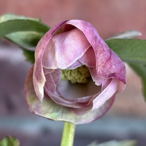 広瀬園芸 クリスマスローズ dd整形レッドブロッチ 開花株 現品 匿名