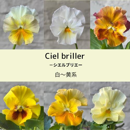 【お買い物マラソン】パンジー シエルブリエ 3株 白～黄色系 3~3.5号ポット苗 花苗のサムネイル