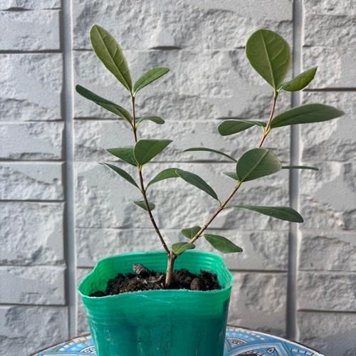 ڳŷѡۥե祢 ޥꥢ 3.5ݥå 1ǯ 