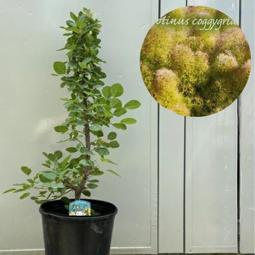 【現品6-1】スモークツリー グリーンファウンテン 8号ポット苗 苗木