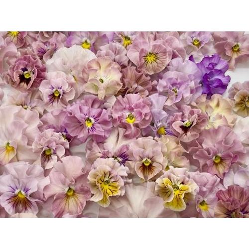 ビオラ 公爵令嬢 花色おまかせ 3株 3号ポット苗