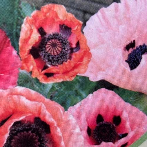 楽天市場】オリエンタルポピー 苗（花・ガーデン・DIY）の通販