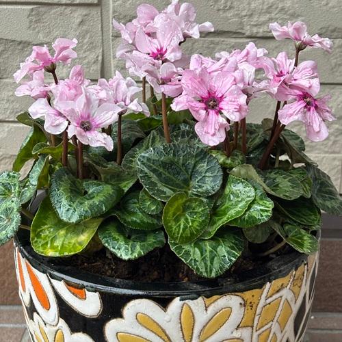 �ߥ˥������� ����塼�����ԥ󥯥�� 1�� 4��ݥå� ����