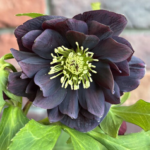 楽天市場】クリスマスローズ 開花株 現品の通販