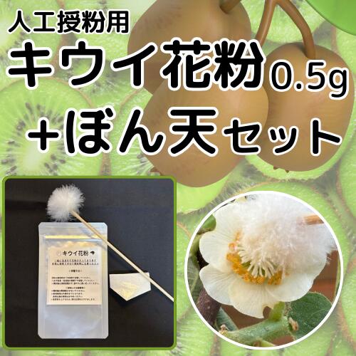 キウイ花粉0.5g・ぼん天セット
