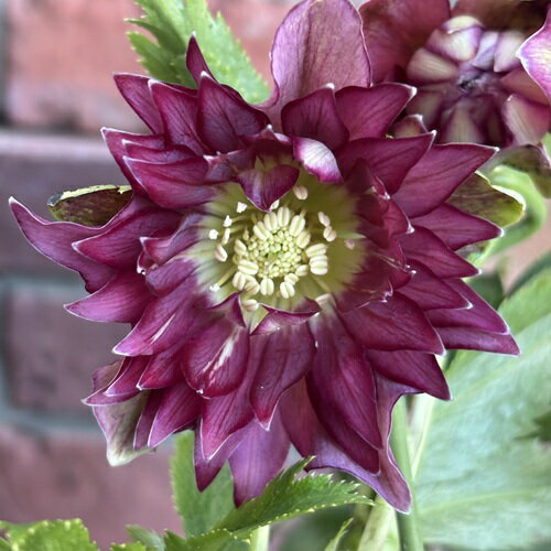 楽天市場】クリスマスローズ 開花株 現品の通販