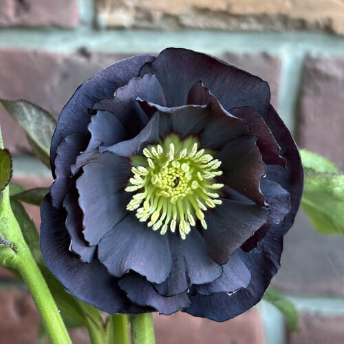 寒さに強く、冬から花の少ない時期に咲く、人気のクリスマスローズ。 寄せ植えや花壇植えにすると華やかな雰囲気になります。 商品詳細 科目 キンポウゲ科 分類 多年草 開花期 　11〜4月頃 収穫期 ー 最終樹高 30cm位 生育環境 日向〜半...