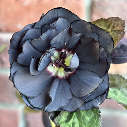 【現品開花株】クリスマスローズ ダブル咲きブラック系 122-9 4.5号ポット苗