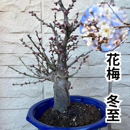 花梅 冬至 6号プラ鉢 苗木