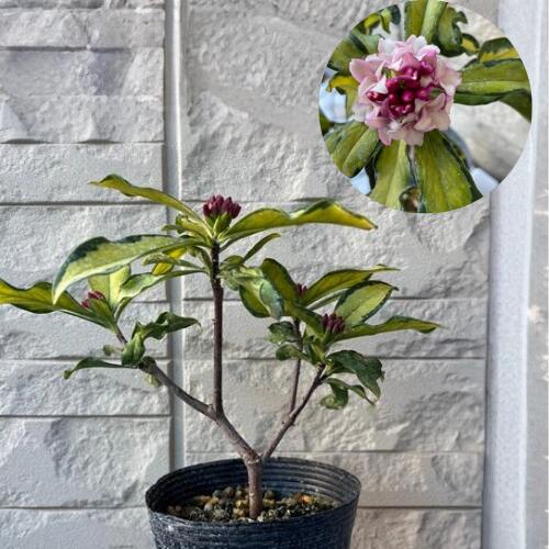 【楽天お買い物マラソン】ジンチョウゲ 信濃錦 4号ポット 挿木苗 沈丁花