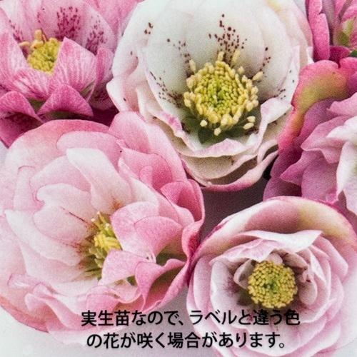 クリスマスローズ松村ナーセリーダブ...