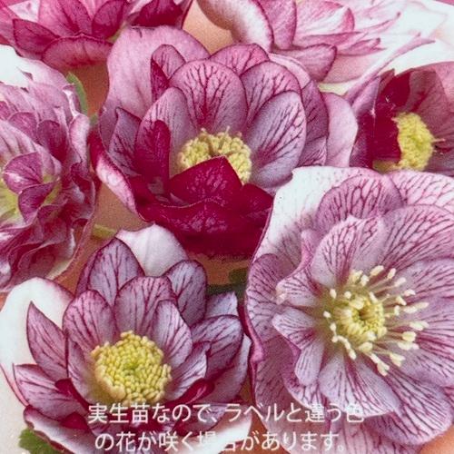 クリスマスローズ松村ナーセリーダブ...