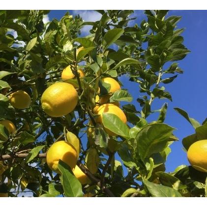 Lemon - レモン ユーレカ 4号ポット 接木苗