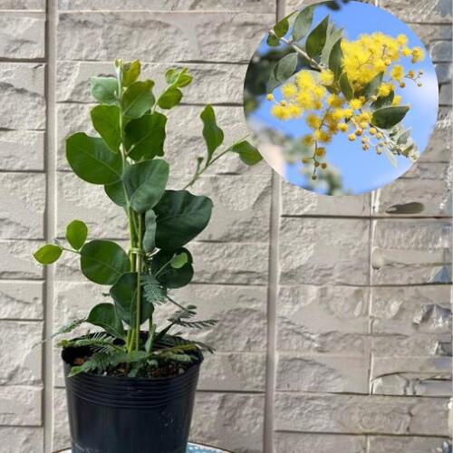 楽天市場】ミモザ パールアカシアの通販
