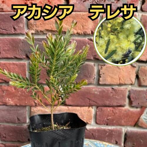 楽天市場】アカシア テレサ 鉢の通販