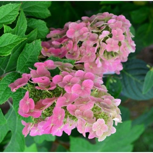 Hydrangea - カシワバアジサイ ルビースリッパーズ 4.5号ポット 苗木