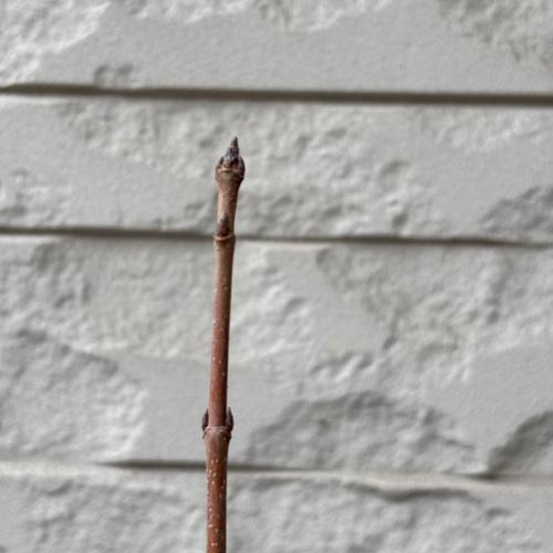 ���ȥ������� 3��ݥå��� ����