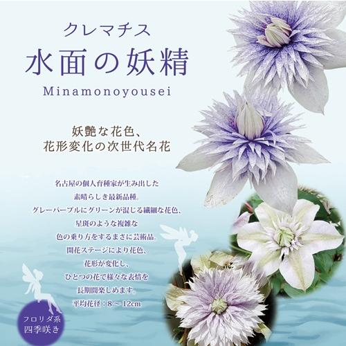 Rakuten - クレマチス 水面の妖精 3.5号ポット苗