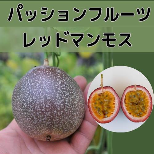 パッションフルーツ レッドマンモス 3号ポット苗木