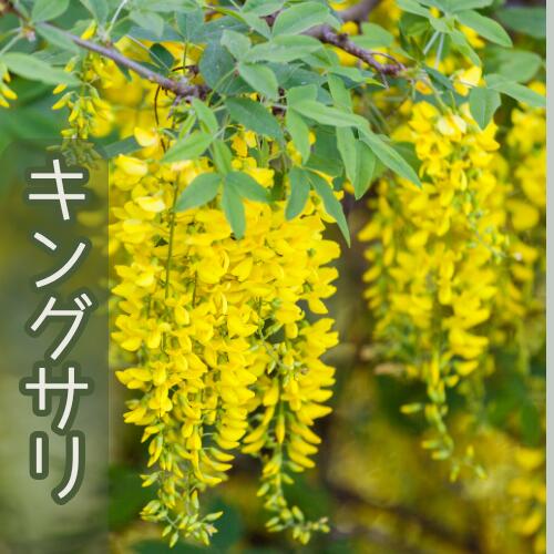 楽天市場】キングサリ（花・ガーデン・DIY）の通販