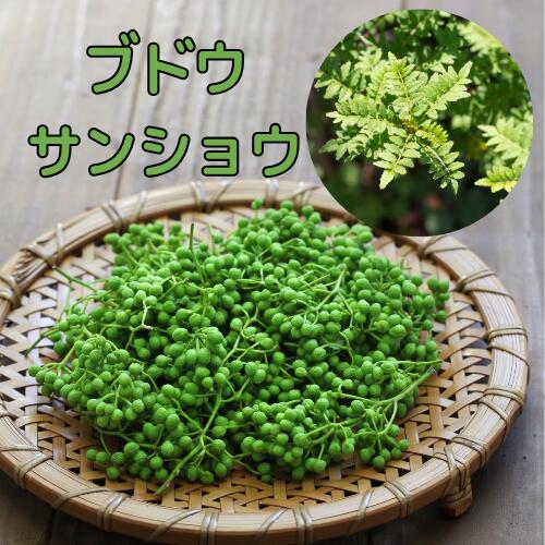 楽天市場】ぶどう山椒 苗 3年の通販