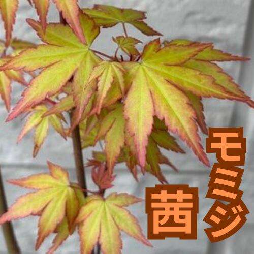 モミジ 茜 接木1年生 4号ポット苗