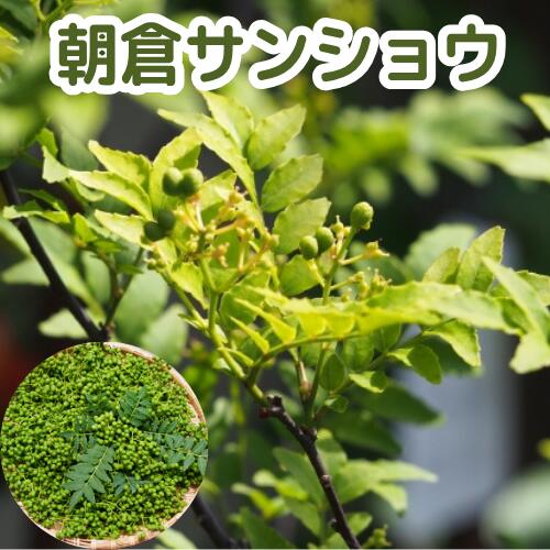 朝倉山椒 3号ポット挿木苗