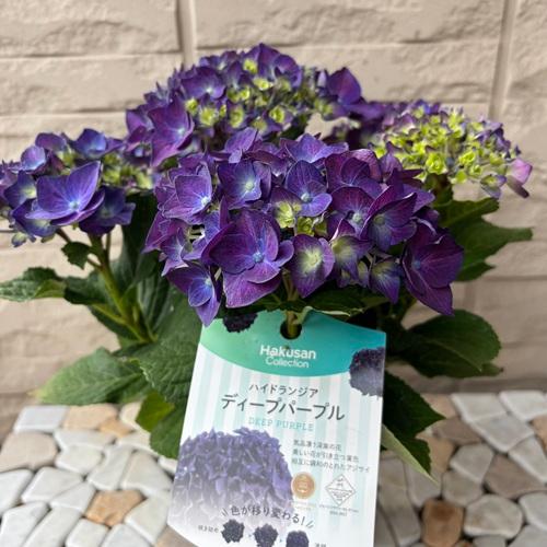 楽天市場】あじさい 4号の通販
