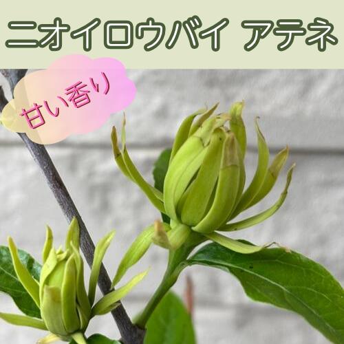 クロバナロウバイの仲間で、ライムグリーン色の花を咲かせます。 5月頃に咲き、甘く、フルーティーな香りします。 商品詳細 科目 ロウバイ科 分類 落葉低木 開花期 5〜6月頃 最終樹高 2m位 生育環境 日向 耐寒温度 強 自家結実性 ー お届け状態 3.5号ポット苗　高さ鉢底25cm位 ●モニター発色の具合により色合いが異なる場合がございます。 ●掲載している写真はイメージです。 ●植物には個体差があり、日々生長していきます。お届け時には掲載画像と異なる場合が御座います。 （入荷状況や、生長年数は同じでも生長度合いにより大きさは異なります。画像はあくまでも目安としてご覧下さい。） ※営業日の平日12:00、土日祝9:00までのご注文が当日発送の対象となります。 ※銀行振込やコンビニ決済(前払い)の場合:営業日の平日12:00、土日祝9:00までにご入金が確認できた場合のみ当日発送いたします。 （お支払手続きからご入金の確認までお時間がかかる場合がございます） ※【当日発送(当日出荷)】とは注文をお受けした当日に配送業者に出荷することです。 　　・注文した当日に商品が届くということではありませんのでご注意ください。 　　・お届け日は「配送予定」を確認してください。 　　（記載されている最短お届け日はあくまでも目安となっております。） ※当日発送(当日出荷)商品と同時に通常発送商品を購入された場合は、翌営業日以降での発送となります。 ※取り扱い商品が植物の為、商品検品時に不具合があった場合、キャンセルをさせていただく場合がございます。 ※出荷までのお時間が短いため、キャンセルは承れません。