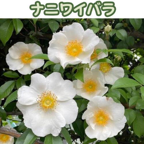 Rakuten - ナニワイバラ 3号ポット苗 挿木苗 苗木