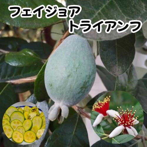 楽天市場】果物 フェイジョアの通販
